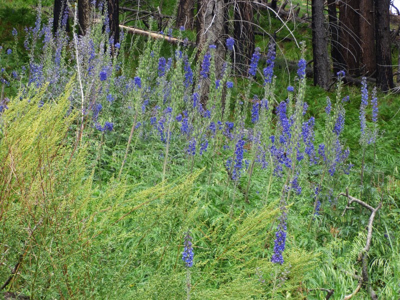 Chiricahua Mountain Larkspur photo 8