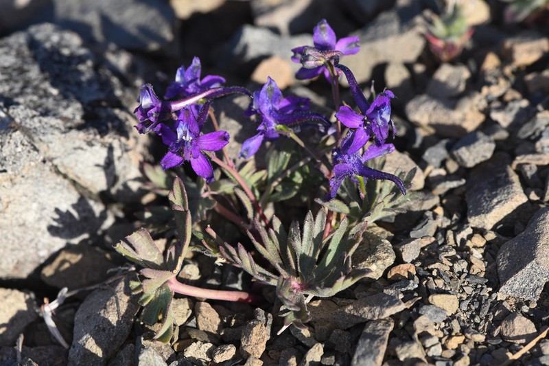 Tracy's Larkspur