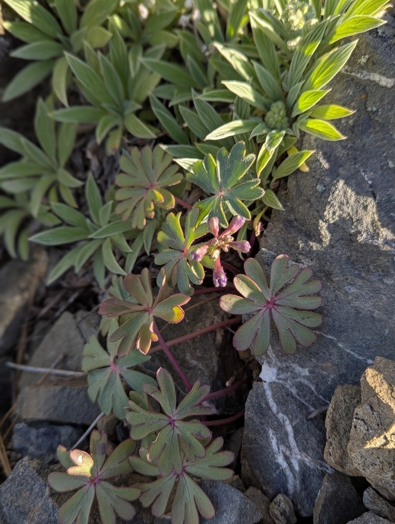 Tracy's Larkspur photo 2