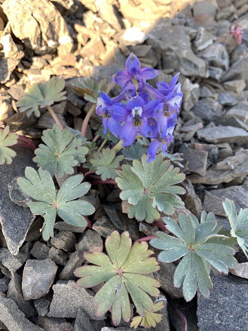Tracy's Larkspur photo 3