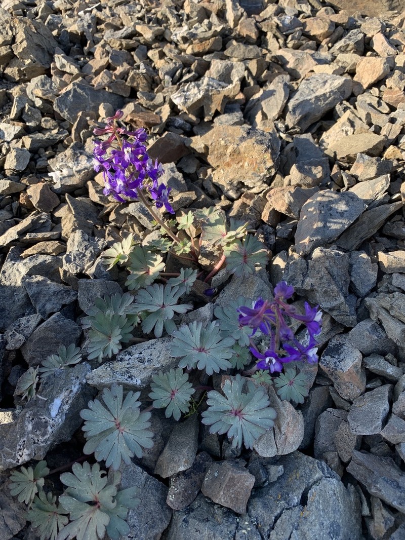 Tracy's Larkspur photo 5