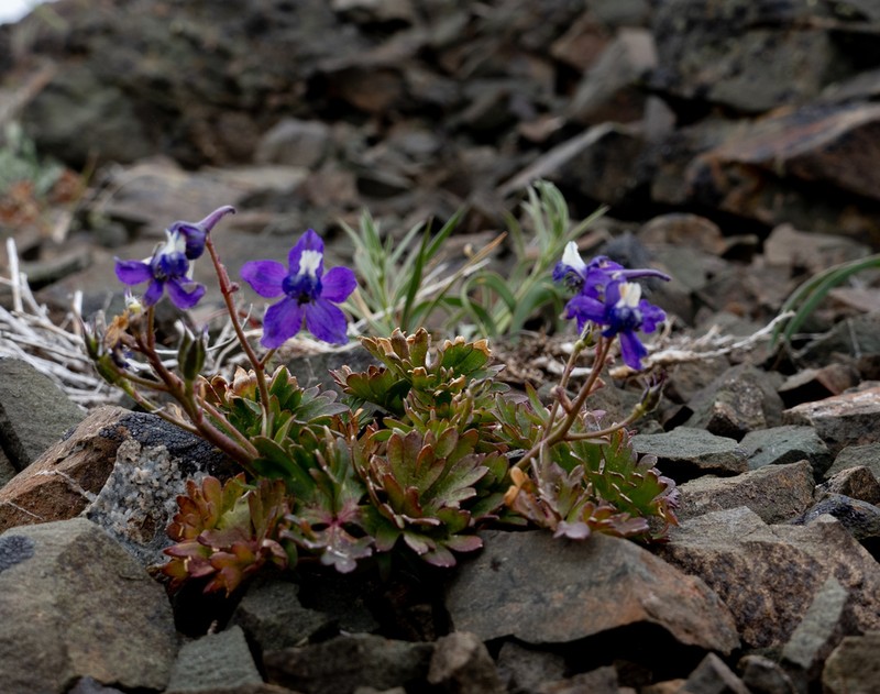 Tracy's Larkspur photo 6