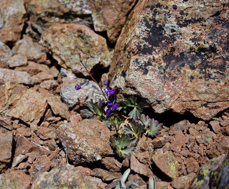 Tracy's Larkspur photo 7