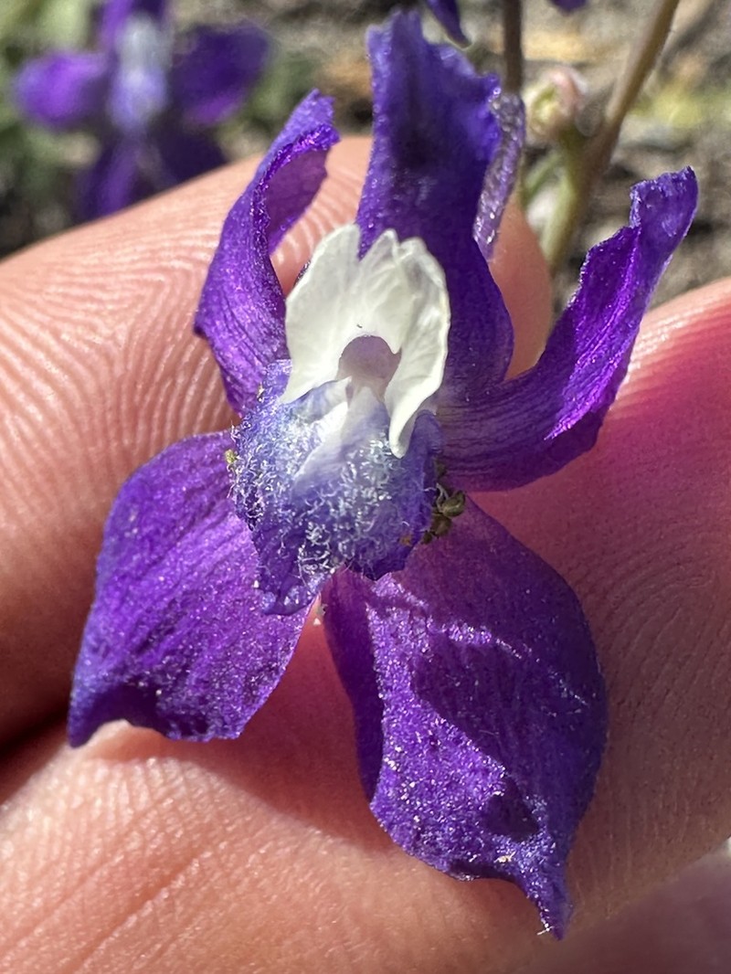 Tracy's Larkspur photo 8