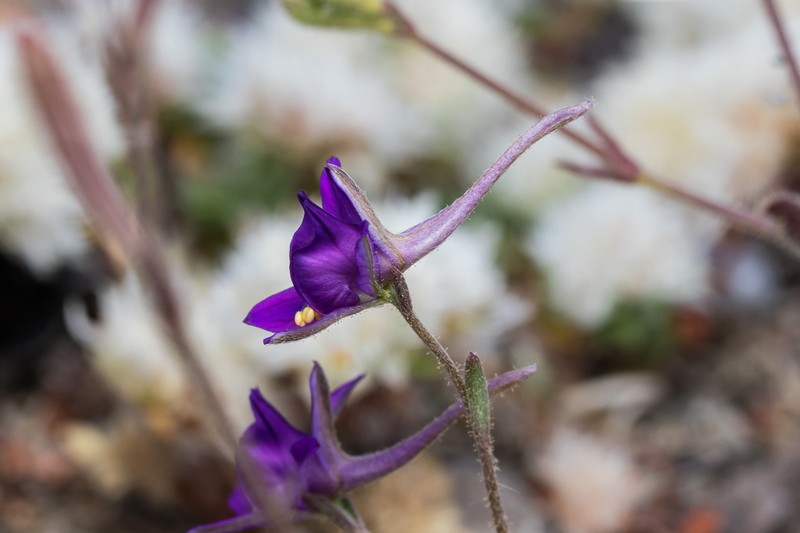 Delphinium arenarium