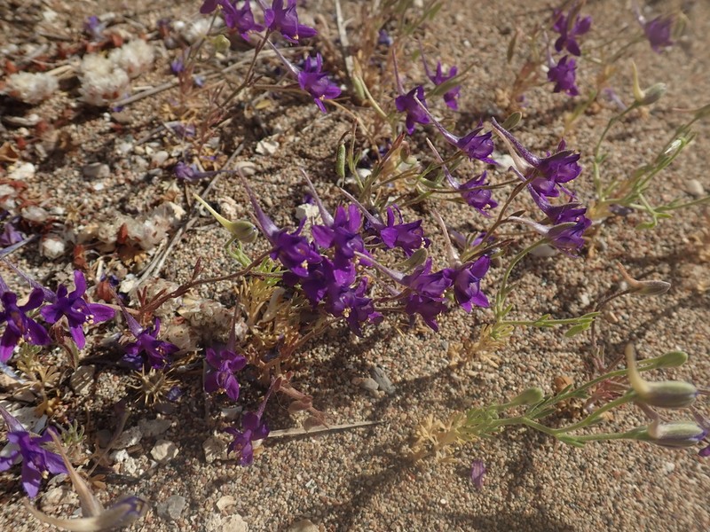 Delphinium arenarium photo 2