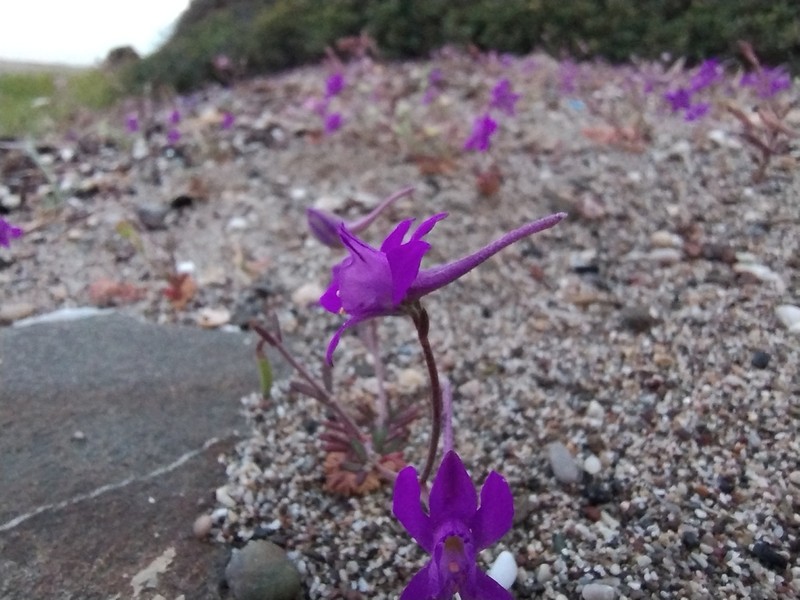 Delphinium arenarium photo 3