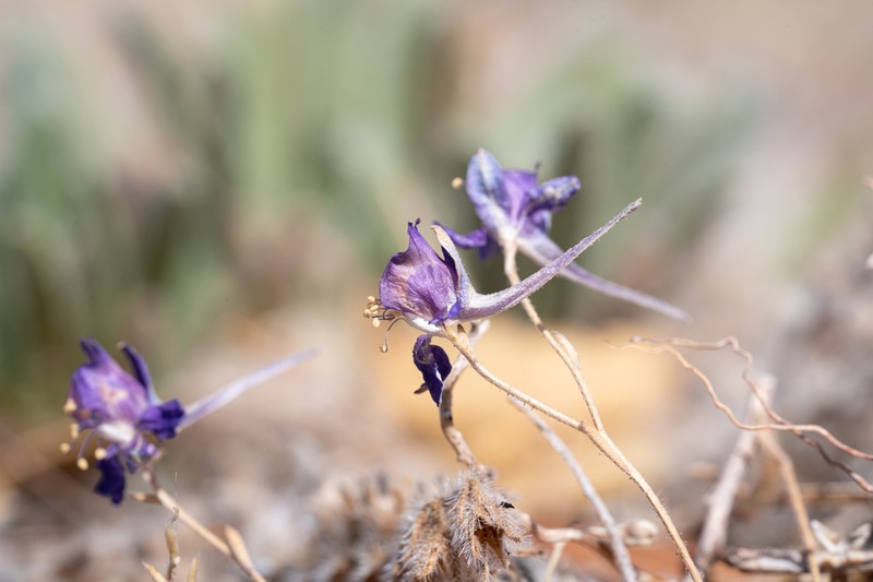 Delphinium arenarium photo 4