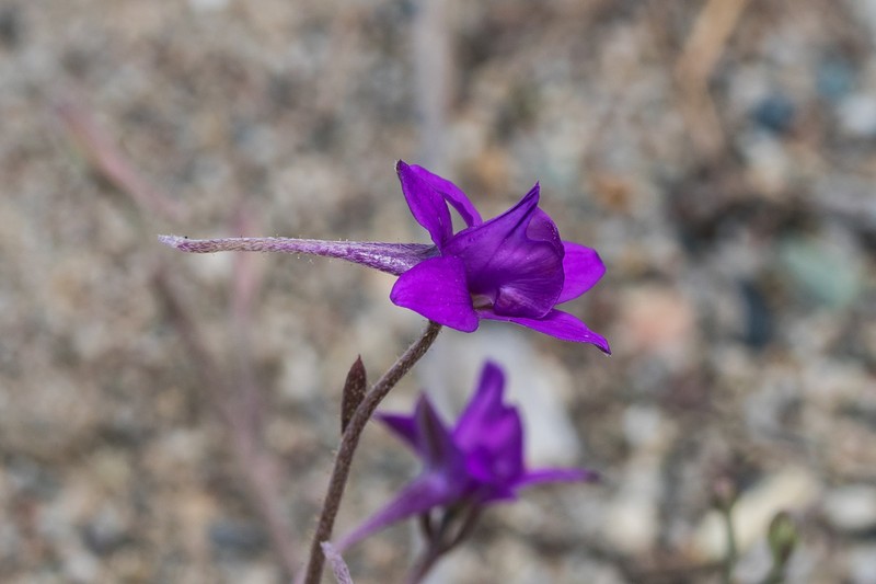 Delphinium arenarium photo 5