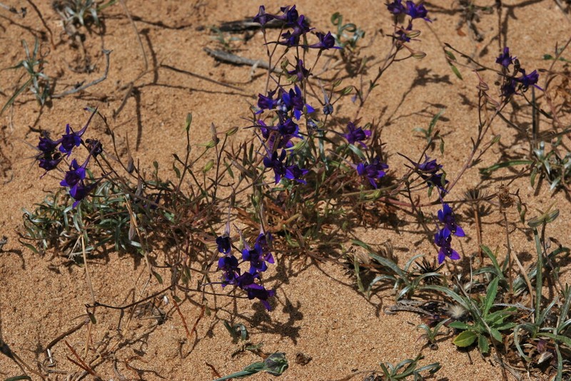 Delphinium arenarium photo 6