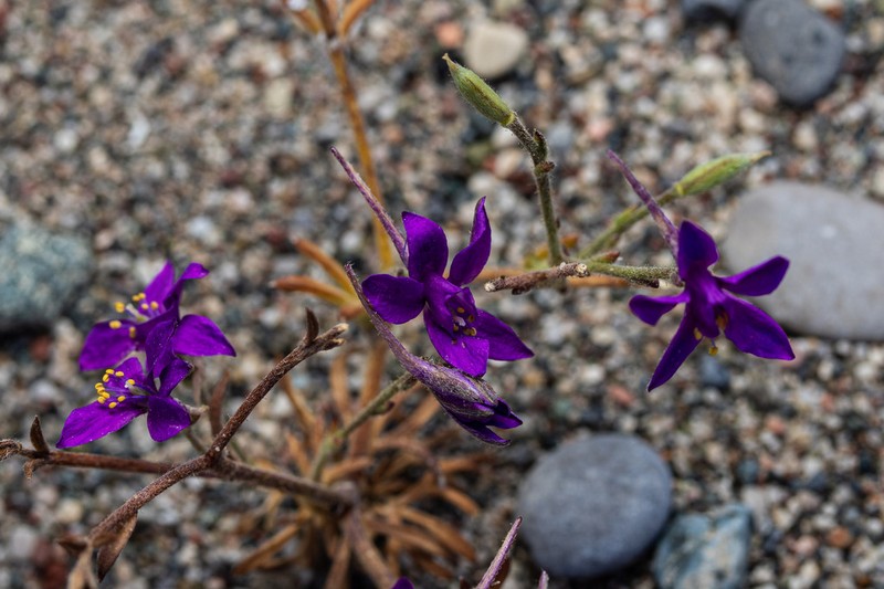 Delphinium arenarium photo 7