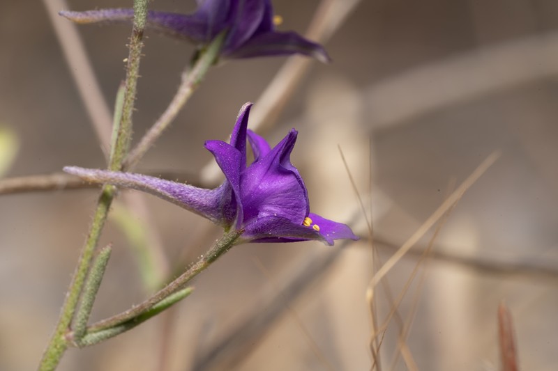 Delphinium arenarium photo 8