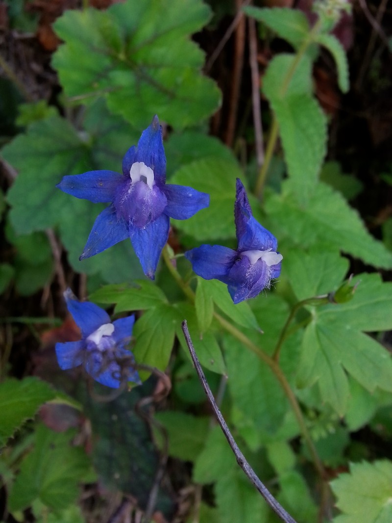 Baker's Delphinium