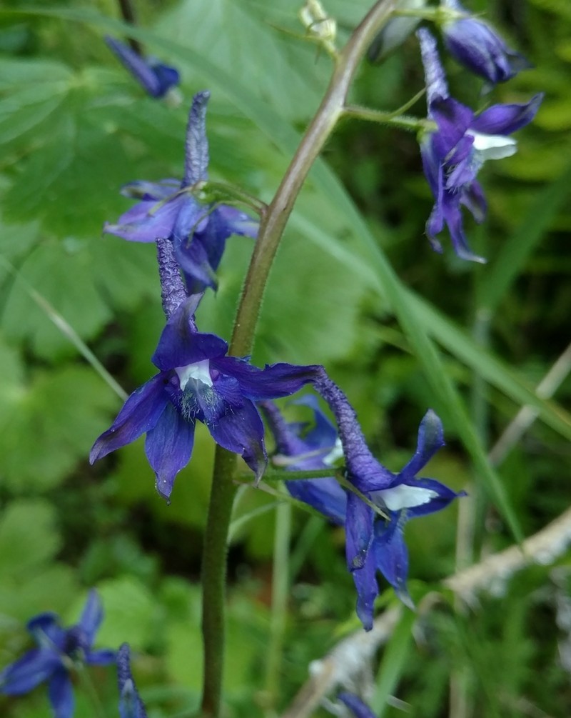 Baker's Delphinium photo 2