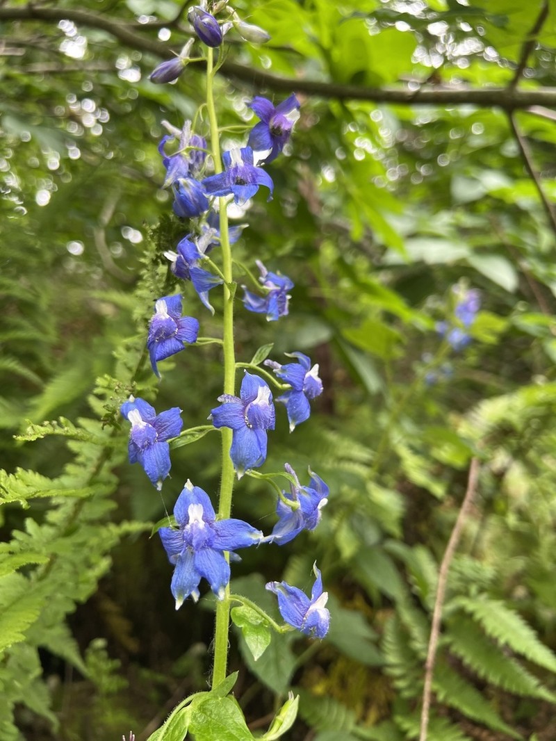 Baker's Delphinium photo 3