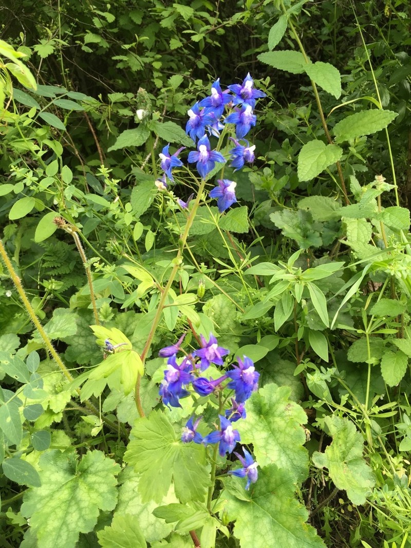Baker's Delphinium photo 4