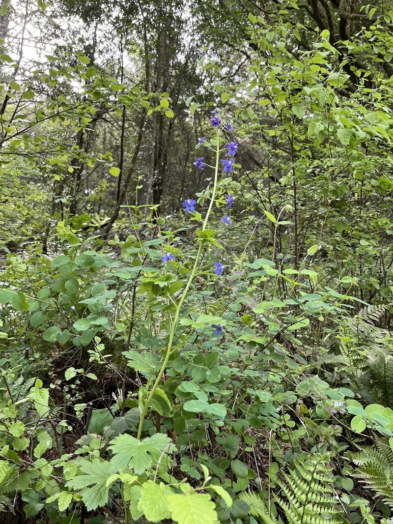 Baker's Delphinium photo 5