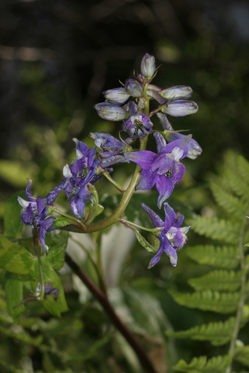 Baker's Delphinium photo 6