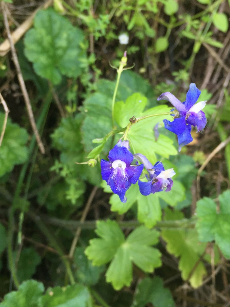 Baker's Delphinium photo 7