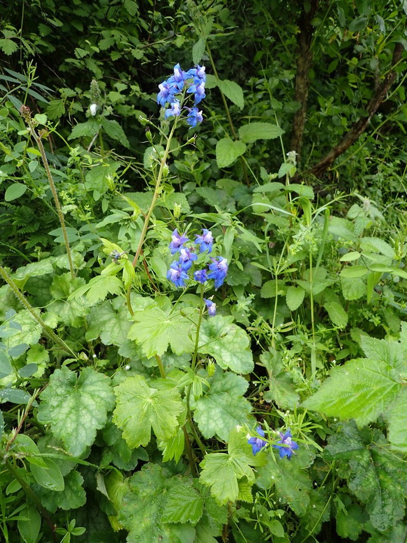 Baker's Delphinium photo 8