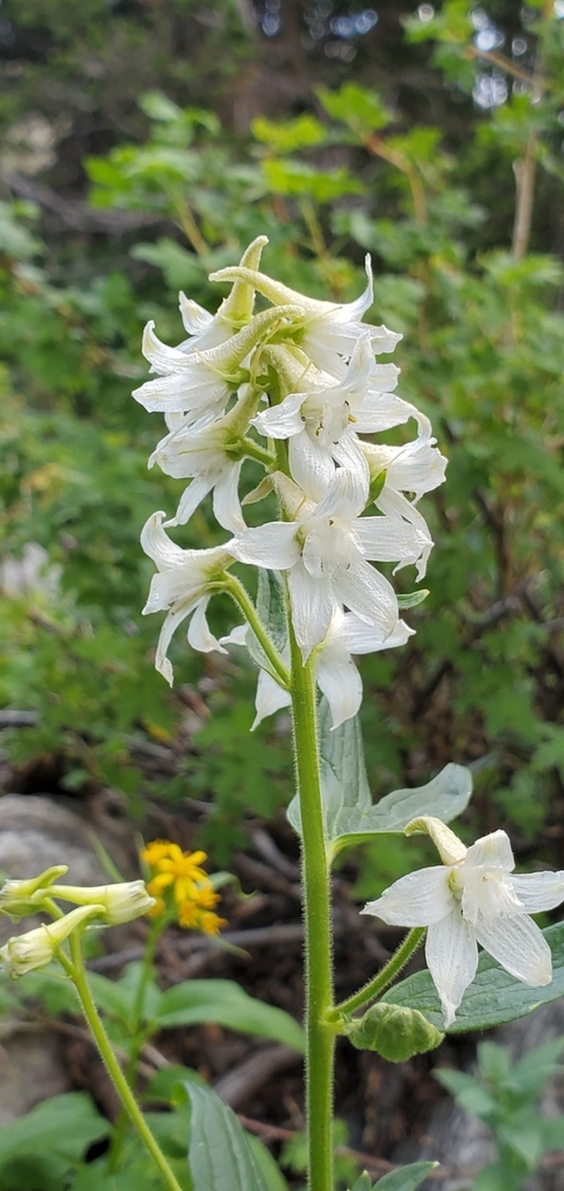 Subalpine Larkspur