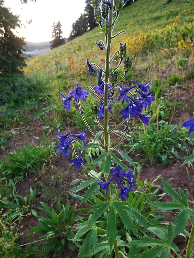 Subalpine Larkspur photo 2