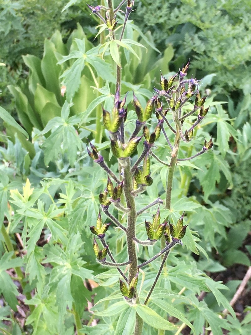 Subalpine Larkspur photo 3