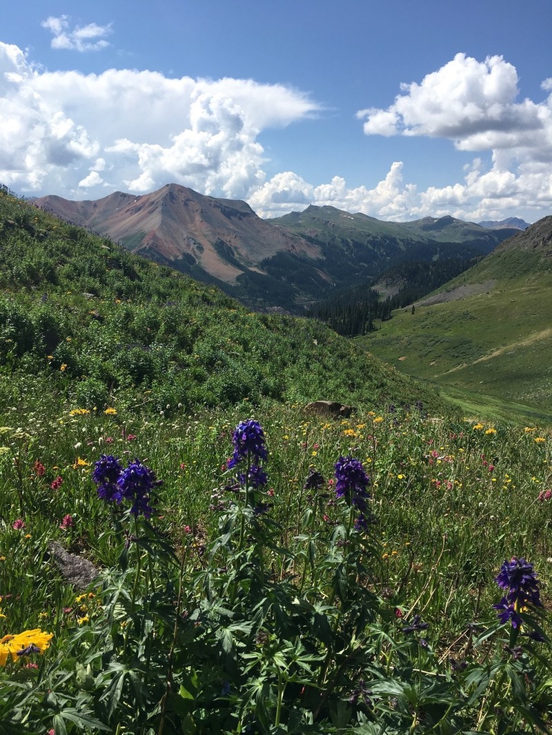 Subalpine Larkspur photo 4