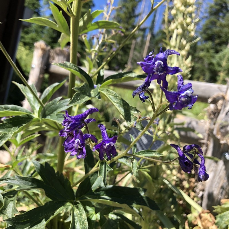 Subalpine Larkspur photo 5