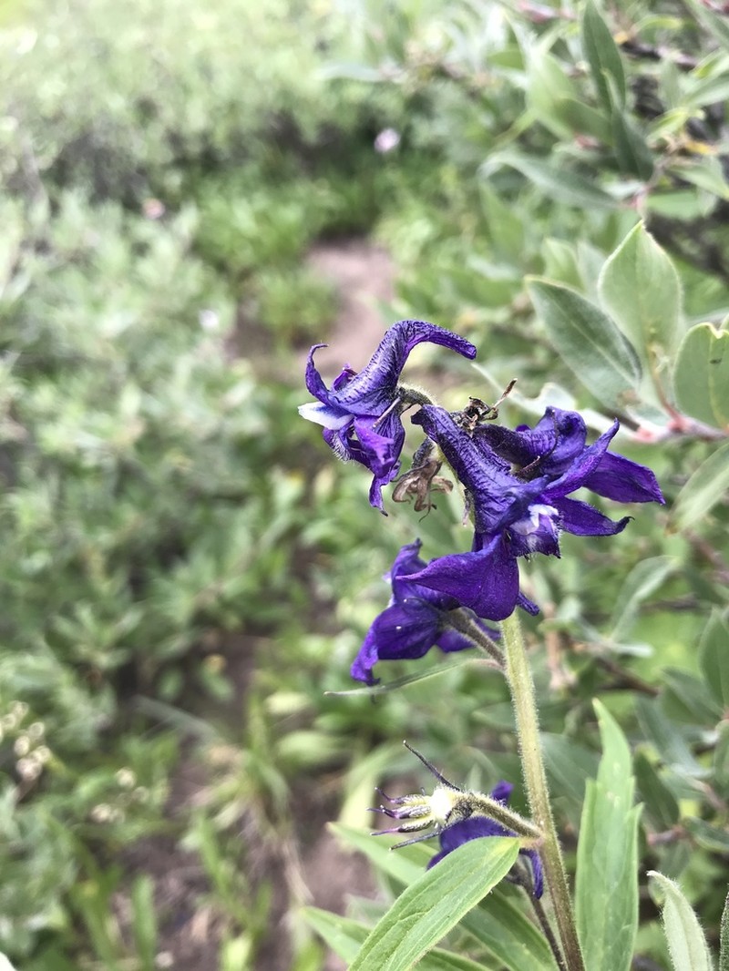 Subalpine Larkspur photo 6