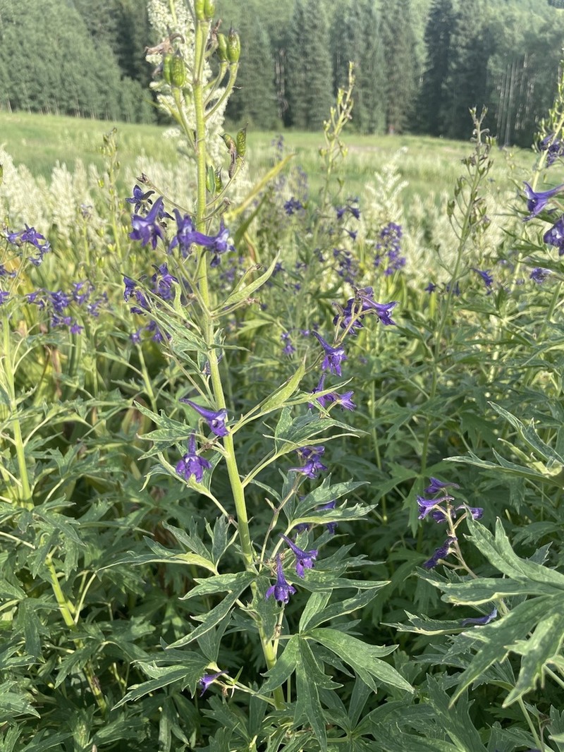 Subalpine Larkspur photo 7