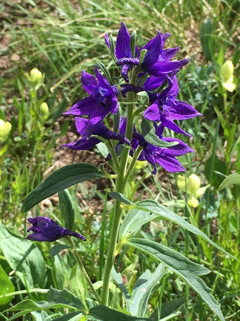 Subalpine Larkspur photo 8
