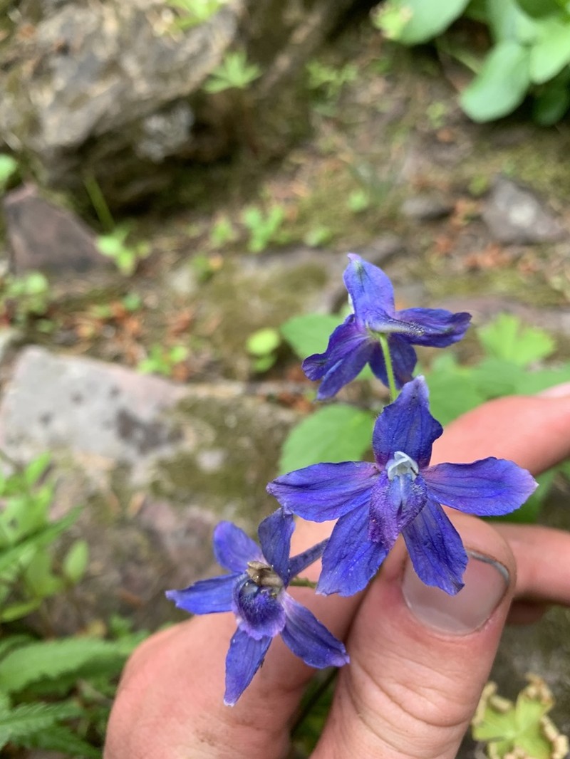 Little Larkspur