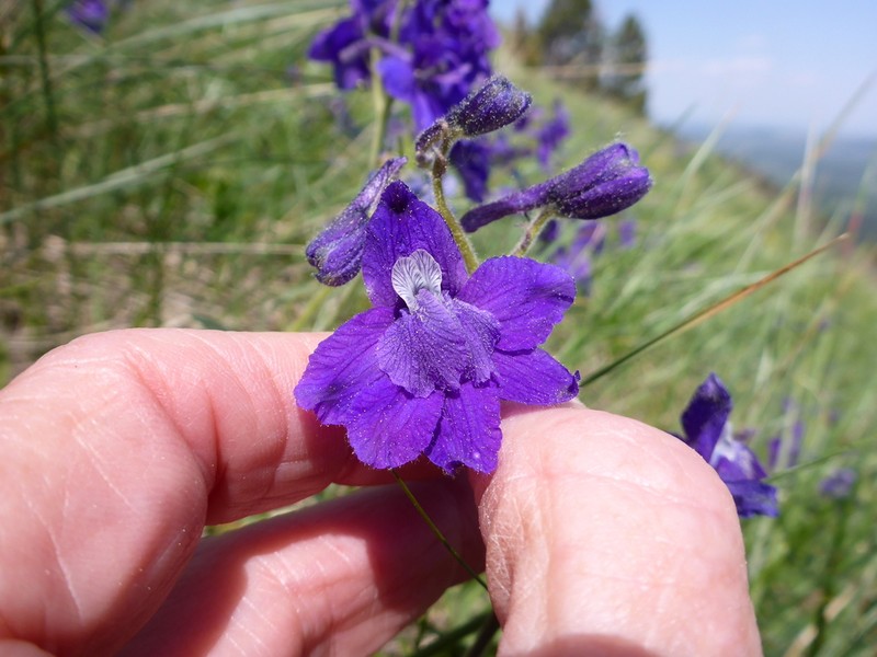 Little Larkspur photo 2