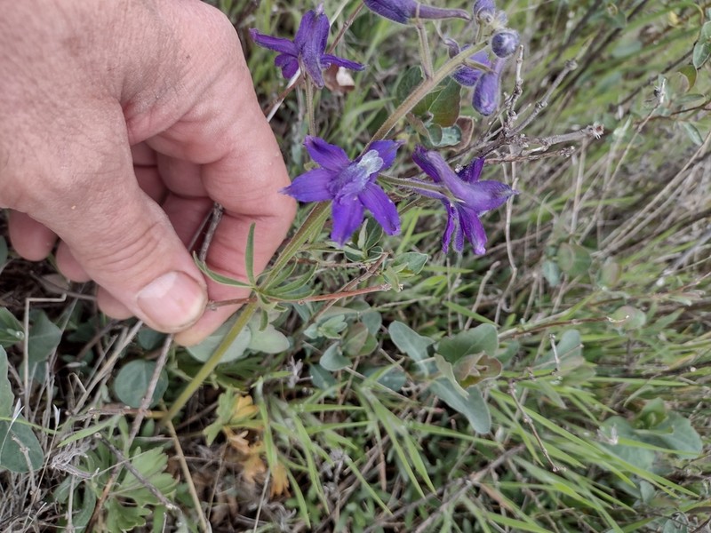 Little Larkspur photo 3