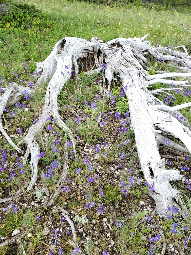 Little Larkspur photo 4
