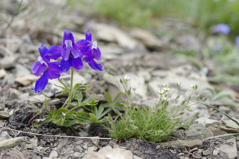 Little Larkspur photo 5