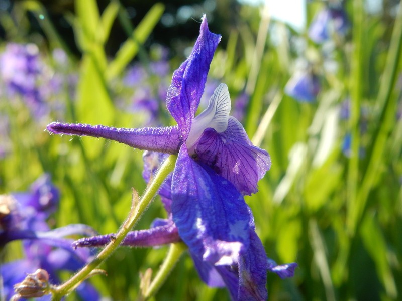 Little Larkspur photo 6