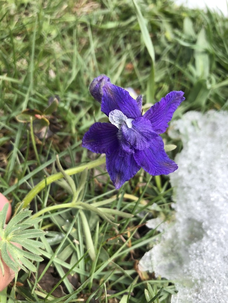 Little Larkspur photo 7