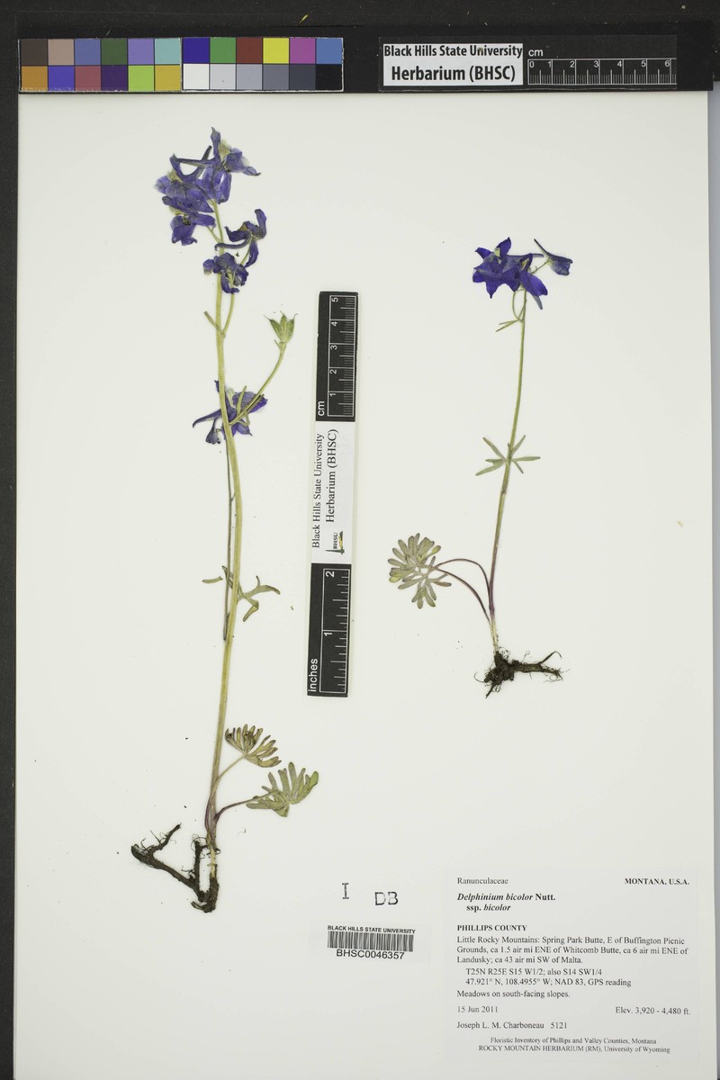 Delphinium bicolor subsp. bicolor photo 2