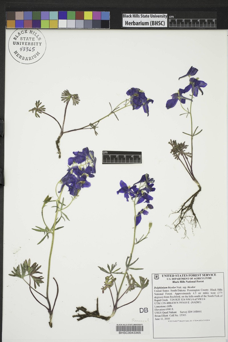 Delphinium bicolor subsp. bicolor photo 3