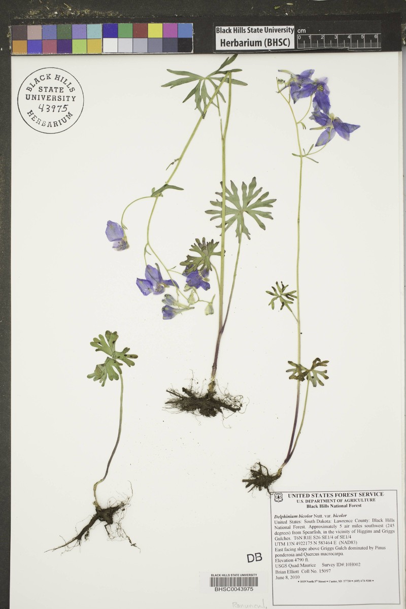 Delphinium bicolor subsp. bicolor photo 4