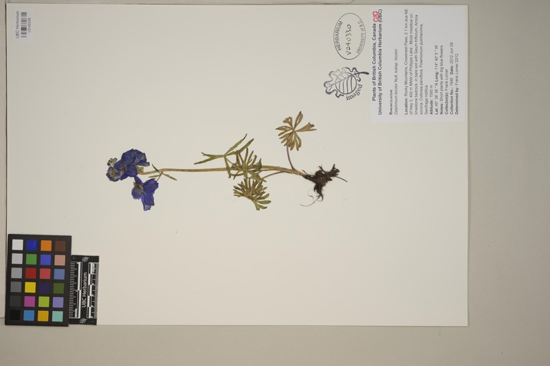Delphinium bicolor subsp. bicolor