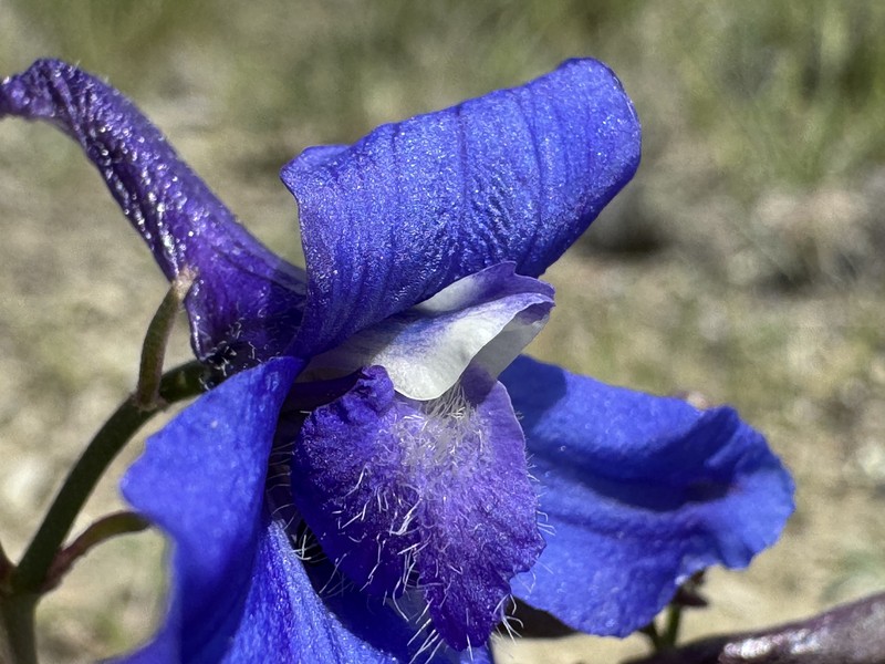 Delphinium bicolor subsp. calcicola