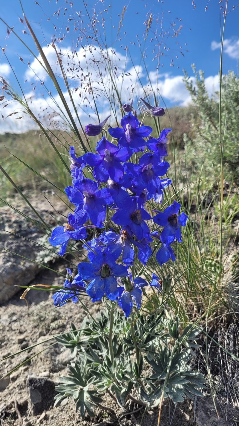 Delphinium bicolor subsp. calcicola photo 2