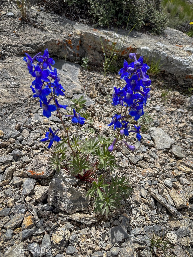 Delphinium bicolor subsp. calcicola photo 3