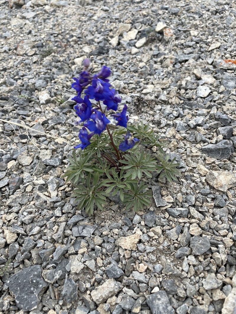 Delphinium bicolor subsp. calcicola photo 4