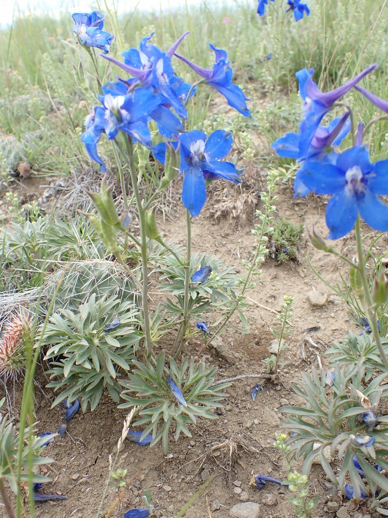 Delphinium bicolor subsp. calcicola photo 5