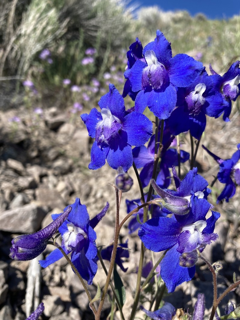 Delphinium bicolor subsp. calcicola photo 6