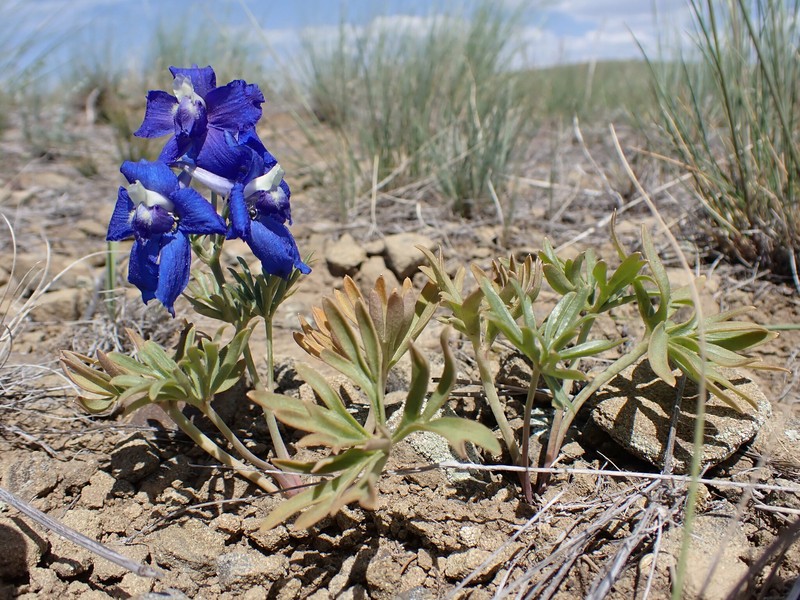 Delphinium bicolor subsp. calcicola photo 7